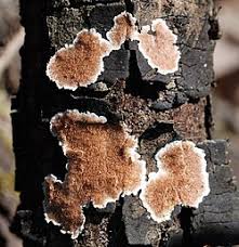 Attēlu rezultāti vaicājumam “Diderma ochraceum spores”