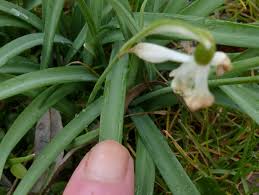 Attēlu rezultāti vaicājumam “Galanthus nivalis fruit”