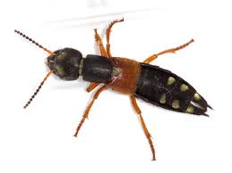 Attēlu rezultāti vaicājumam “Staphylinus erythropterus”