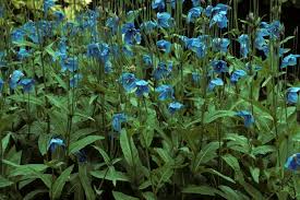 Image result for Meconopsis betonicifolia