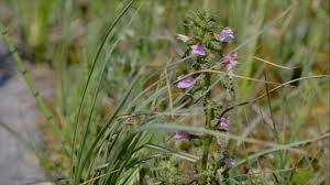 Attēlu rezultāti vaicājumam “Pedicularis palustris flower”