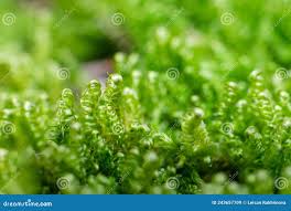 Attēlu rezultāti vaicājumam “Calliergonella lindbergii”