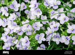 Attēlu rezultāti vaicājumam “Veronica filiformis flower”