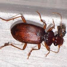 Attēlu rezultāti vaicājumam “Leistus ferrugineus”