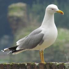 Attēlu rezultāti vaicājumam “Larus argentatus adult”