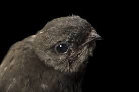 Image result for Chaetura pelagica