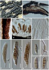 Attēlu rezultāti vaicājumam “Badhamia affinis var. microspora”
