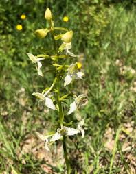 Attēlu rezultāti vaicājumam “Platanthera chlorantha flower”