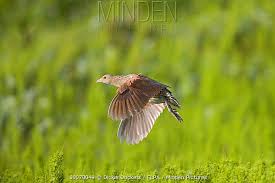 Attēlu rezultāti vaicājumam “Crex crex adult”