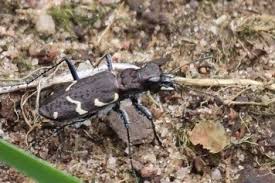 Attēlu rezultāti vaicājumam “Cicindela sylvatica”
