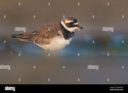 Attēlu rezultāti vaicājumam “Charadrius hiaticula adult”