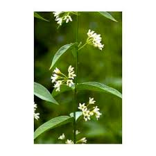 Attēlu rezultāti vaicājumam “Vincetoxicum hirundinaria”