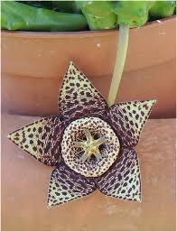 Attēlu rezultāti vaicājumam “Asclepiadaceae”