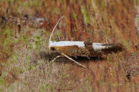 Attēlu rezultāti vaicājumam “Argyresthia pruniella”