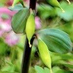 Attēlu rezultāti vaicājumam “Corydalis cava fruit”