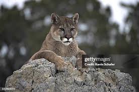 Image result for Ut Cougars