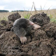 Attēlu rezultāti vaicājumam “Talpa europaea”