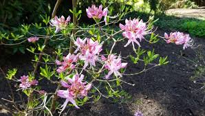 Attēlu rezultāti vaicājumam “Rhododendron periclymenoides flower”
