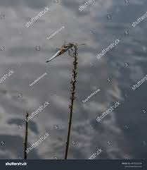 Attēlu rezultāti vaicājumam “Libellula depressa male”