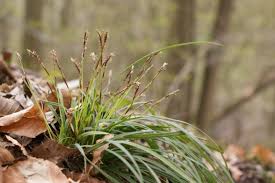 Attēlu rezultāti vaicājumam “Carex digitata fruit”