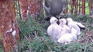 Attēlu rezultāti vaicājumam “Accipiter gentilis nest”