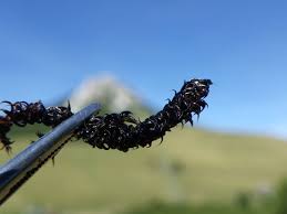 Attēlu rezultāti vaicājumam “Scorpidium revolvens”