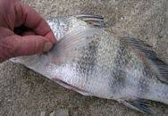 Image result for Pogonias cromis