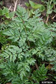 Attēlu rezultāti vaicājumam “Anthriscus sylvestris bud”