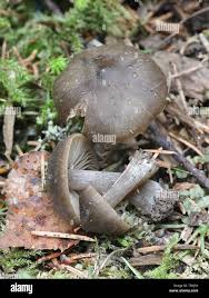 Attēlu rezultāti vaicājumam “Entoloma vernum”