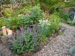 Image result for Salvia verticillata