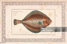 Image result for Pleuronectes platessa