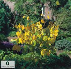 Attēlu rezultāti vaicājumam “Hamamelis japonica”