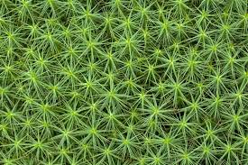 Attēlu rezultāti vaicājumam “Polytrichum commune sporophyte”