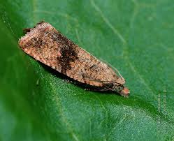 Attēlu rezultāti vaicājumam “Celypha striana”