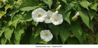 Attēlu rezultāti vaicājumam “Calystegia inflata leaf”