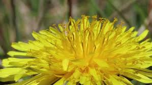 Attēlu rezultāti vaicājumam “Meloe sp. larva”