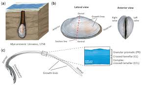 Attēlu rezultāti vaicājumam “Mya arenaria”