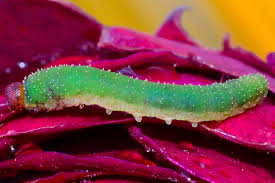 Attēlu rezultāti vaicājumam “Allantus cinctus”