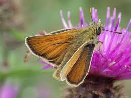 Attēlu rezultāti vaicājumam “Thymelicus lineola male”