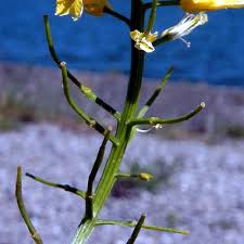 Attēlu rezultāti vaicājumam “Barbarea vulgaris subsp. arcuata fruit”