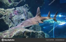 Image result for Rhynchobatus djiddensis
