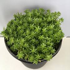 Attēlu rezultāti vaicājumam “Sedum pallidum flower”