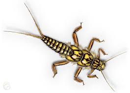 Attēlu rezultāti vaicājumam “Plecoptera”