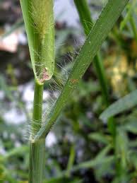 Attēlu rezultāti vaicājumam “Setaria glauca”
