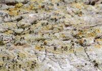 Attēlu rezultāti vaicājumam “Chaenotheca ferruginea”