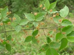 Attēlu rezultāti vaicājumam “Euonymus verrucosus”