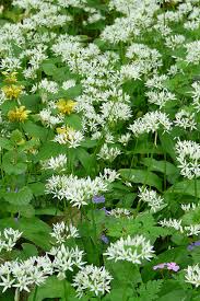 Image result for Bärlauch