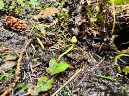 Attēlu rezultāti vaicājumam “Conocephalum salebrosum sporophyte”