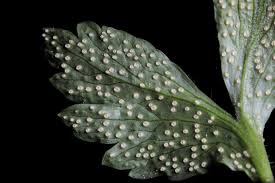 Attēlu rezultāti vaicājumam “Ochropsora ariae”