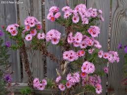 Attēlu rezultāti vaicājumam “Symphyotrichum novae-angliae”